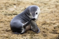BairdBay_Sealion_itching.jpg