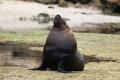 BairdBay_Sealion_theChief.jpg
