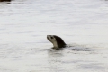 BairdBay_Sealion_was_playing_with_us.jpg