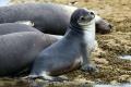BairdBay_Sealion_young-inGroup.jpg