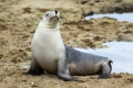 BairdBay_Sealion_youngster.jpg