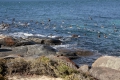 Port_Lincoln_NP_Seagulls.jpg
