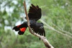 Top End