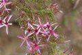 Turkey Bush