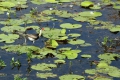 comb-crested jacana