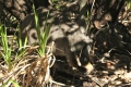 Rock Wallaby