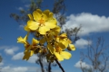 Yellow Kapok