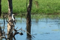 Wasservogel