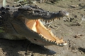 Saltie - Mouth open to keep the brain cool