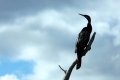 australien darter