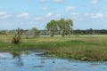 Wetland, Yellow Waters