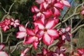 Desert Rose