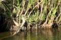 Freshie (Freshwater Crocodile)
