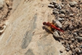 rote Libelle (Dragonfly)