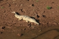 Freshwater Crocodile