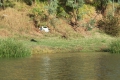 Jabiru in flight