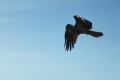Whistling Hawk