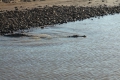 Saltie entering Water