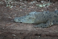 Saltwater Croc