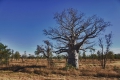 Boab Tree