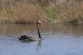 Coroong_black_swan.jpg