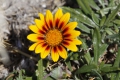 coroong_flower.jpg