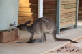 roo_drink_mungo.jpg