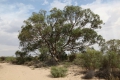 tree_kinchega.jpg