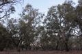 tree_river_red_gum_kinchega.jpg
