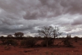trees_dark_sky.jpg