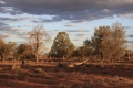 trees_mungo.jpg