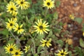 WIldflowers