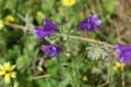 WIldflowers