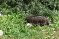 Echidna