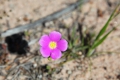 Wildflower