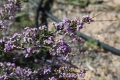 Wildflower