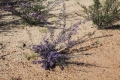 Wildflower