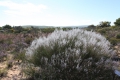 Smokebush