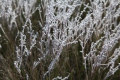 Smokebush