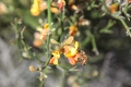 Wildflower
