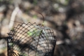 Spider Orchid