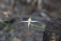 Spider Orchid