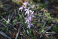 Orchideen