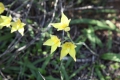 Orchid