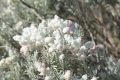 Lambwool