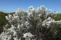 Lambwool