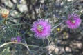 Wildflower