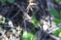 Orchid