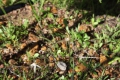 Wildflowers