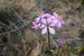 Wildflowers
